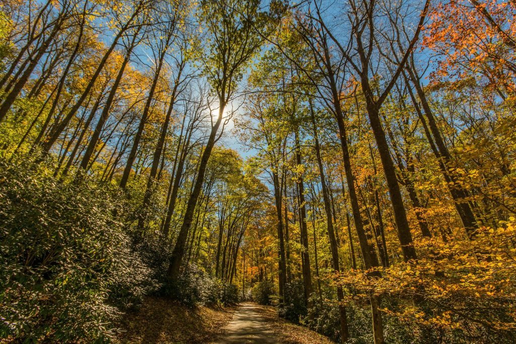 "Fall Woods at Julian Price Campground" by Matthew McClintock Photography