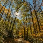 "Fall Woods at Julian Price Campground" by Matthew McClintock Photography