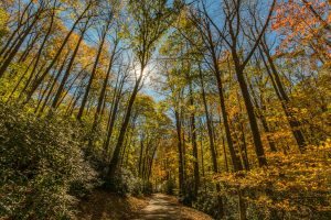 "Fall Woods at Julian Price Campground" by Matthew McClintock Photography
