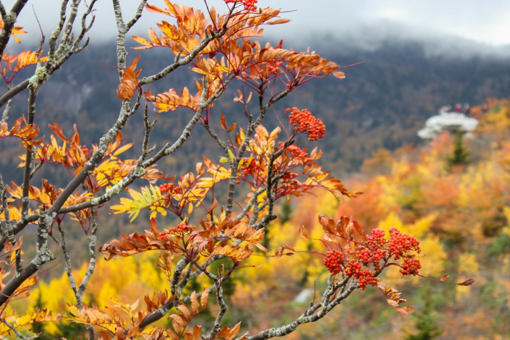 Mountain Ash Trees