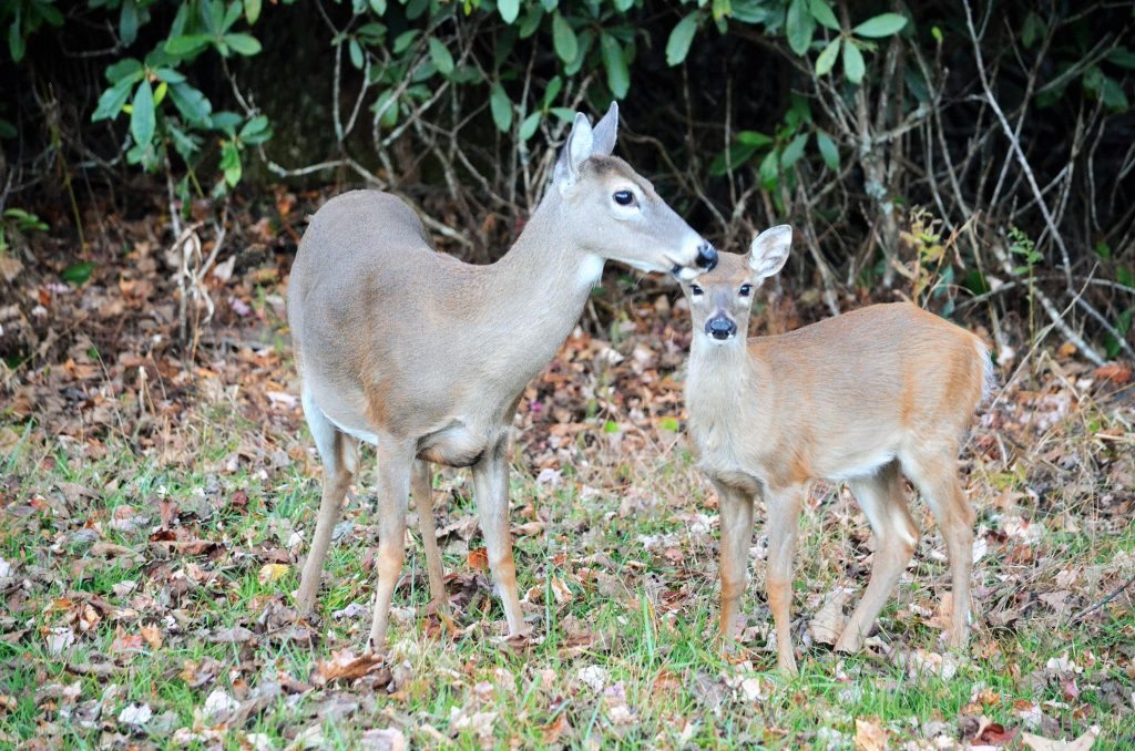 "Deer at Price Park, Milepost 297" by Thomas Harper