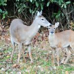 "Deer at Price Park, Milepost 297" by Thomas Harper