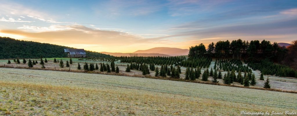 "Skylark Christmas Trees, Milepost 25" by James Beeler