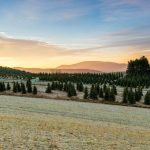 "Skylark Christmas Trees, Milepost 25" by James Beeler