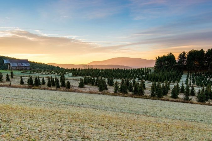 "Skylark Christmas Trees, Milepost 25" by James Beeler