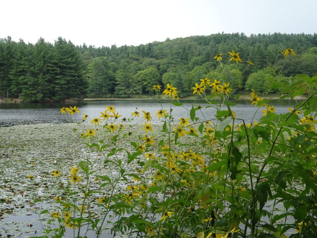 "Sunflowers at Bass Lake, Milepost 294" by Linda Reese