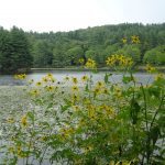 "Sunflowers at Bass Lake, Milepost 294" by Linda Reese