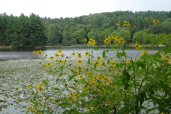 "Sunflowers at Bass Lake, Milepost 294" by Linda Reese