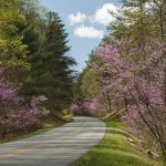 "Roanoke Valley Redbuds" by Ellyn Williams
