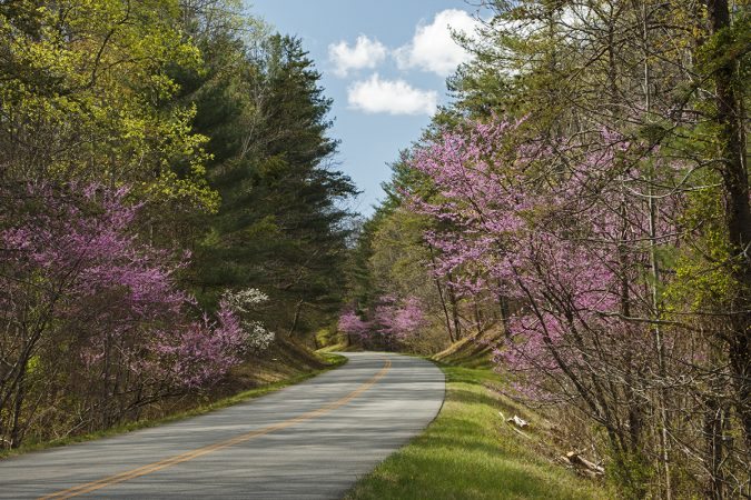 "Roanoke Valley Redbuds" by Ellyn Williams