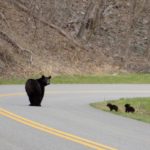 "A Bear and Her Cubs Cross the Parkway, Milepost 84" by Sandy Wallace