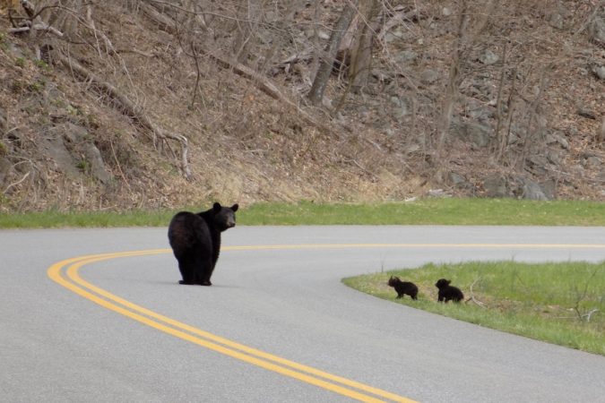 "A Bear and Her Cubs Cross the Parkway, Milepost 84" by Sandy Wallace