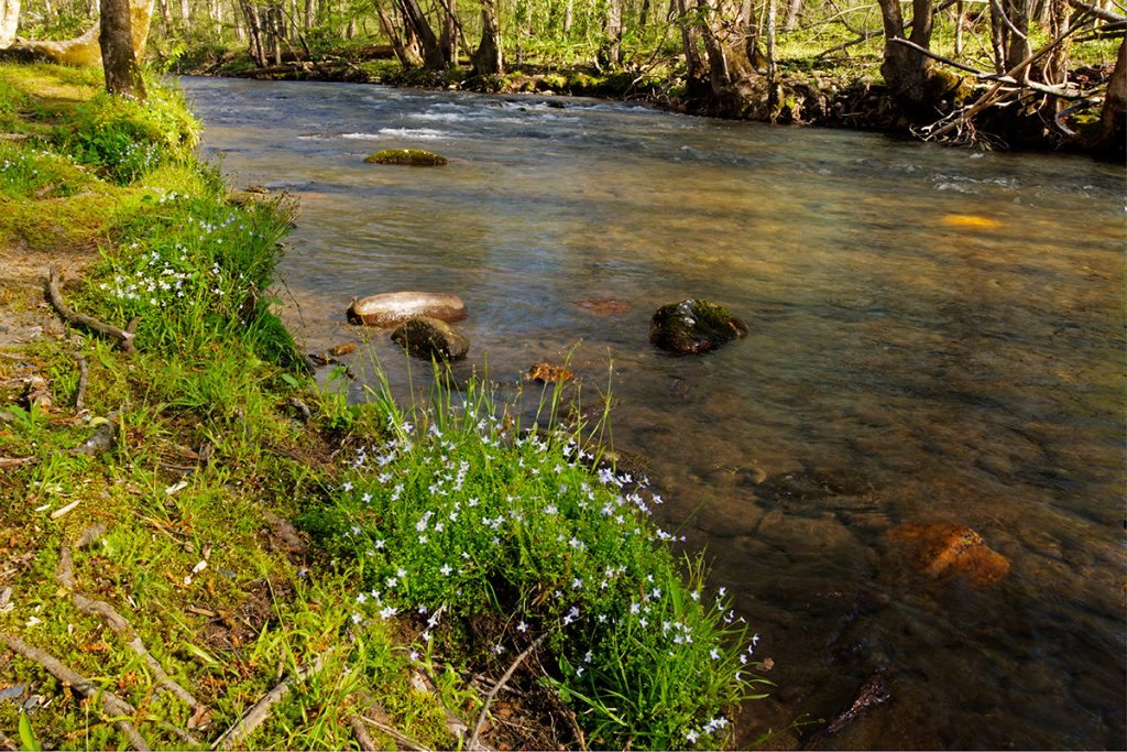 "Bluets along the Oconaluftee River" by Walt Fletcher Photography