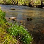 "Bluets along the Oconaluftee River" by Walt Fletcher Photography