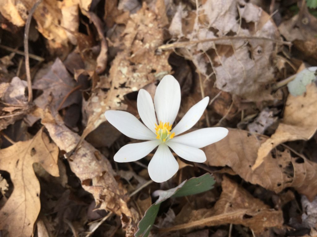"Wildflower on the Crabtree Falls Trail" by Lisa Johnson
