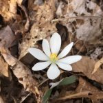 "Wildflower on the Crabtree Falls Trail" by Lisa Johnson