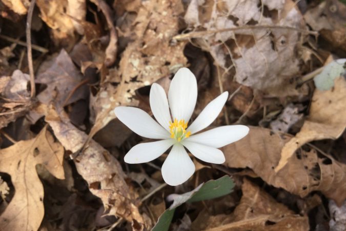 "Wildflower on the Crabtree Falls Trail" by Lisa Johnson