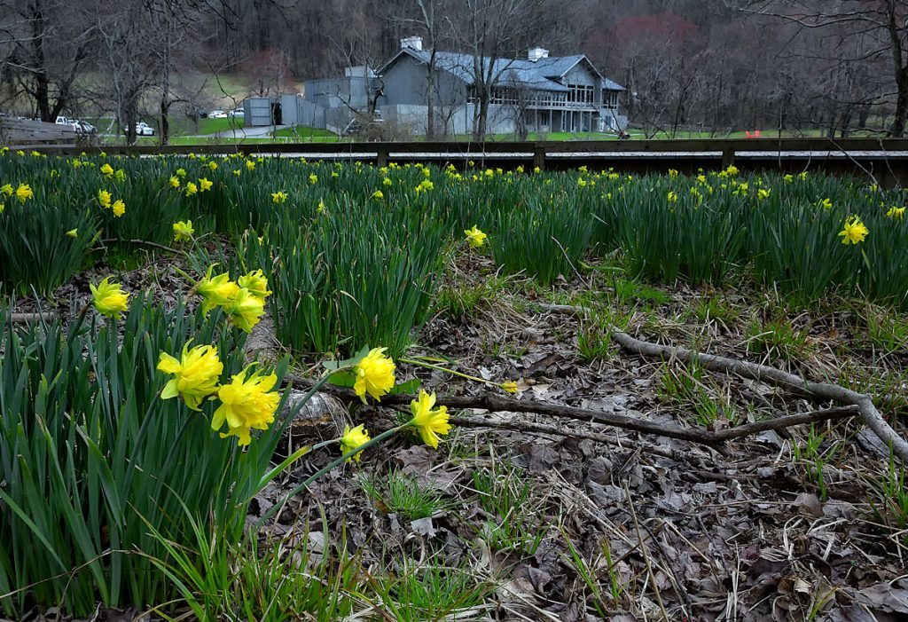 "Yellow Blooms at Peaks of Otter, Milepost 86" by Steve Hurt