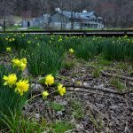"Yellow Blooms at Peaks of Otter, Milepost 86" by Steve Hurt
