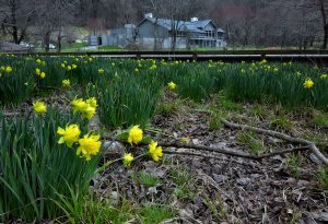 "Yellow Blooms at Peaks of Otter, Milepost 86" by Steve Hurt