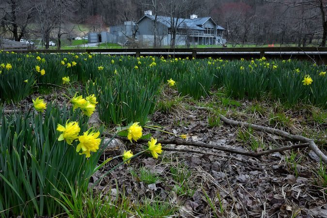 "Yellow Blooms at Peaks of Otter, Milepost 86" by Steve Hurt