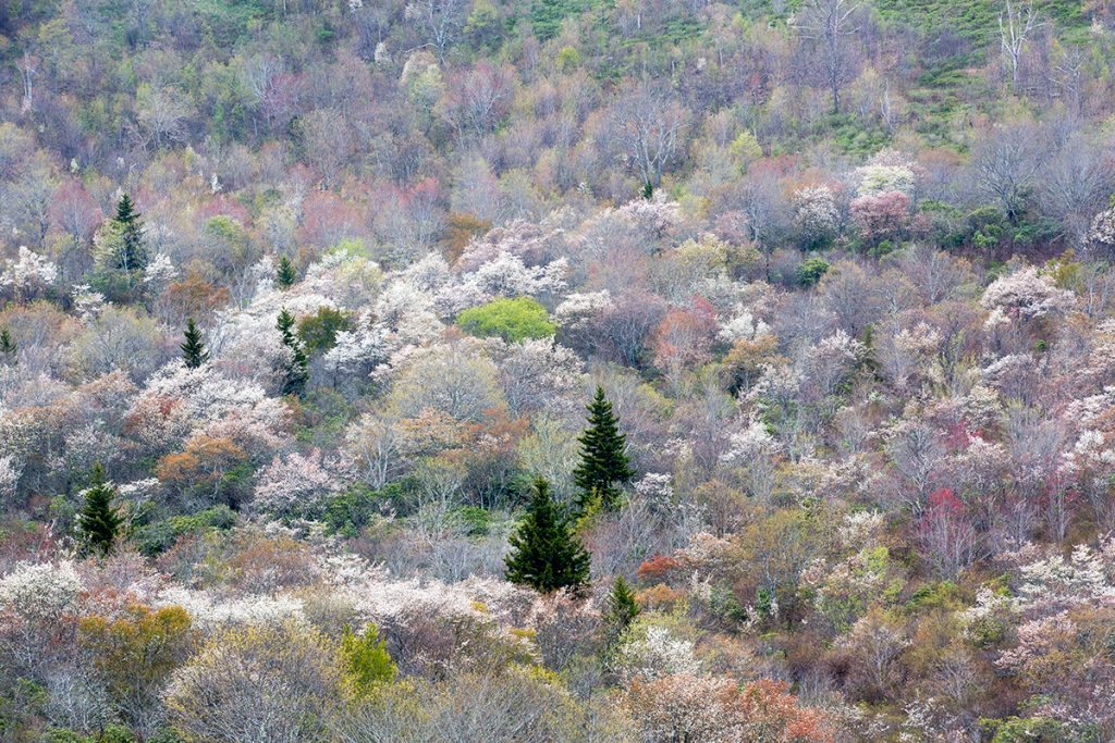 "Highlights and Lowlights at Graveyard Fields, Milepost 418.8" by Ed Fuhr Photography
