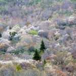 "Highlights and Lowlights at Graveyard Fields, Milepost 418.8" by Ed Fuhr Photography