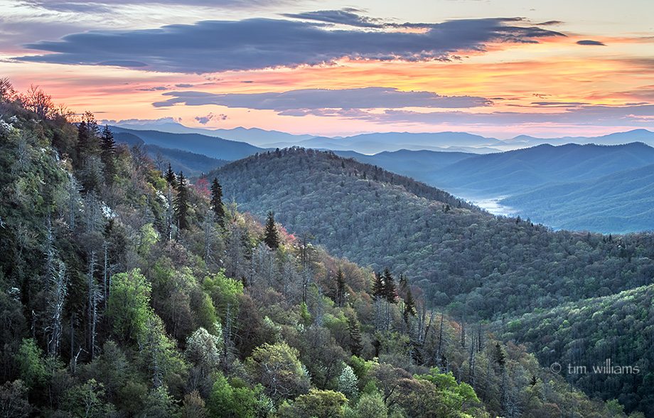 "Early Morning at East Fork Overlook, Milepost 418.3" by Tim Williams