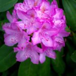 "Rhododendron at Grandview State Park" by Wangdu Gurung Photography