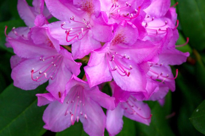 "Rhododendron at Grandview State Park" by Wangdu Gurung Photography
