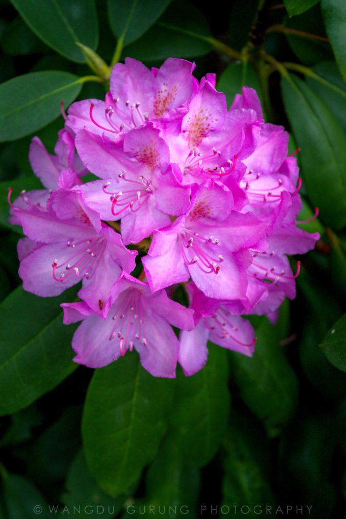 "Rhododendron at Grandview State Park" by Wangdu Gurung Photography