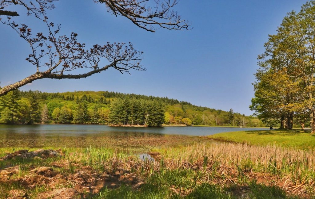 "Summer at Bass Lake" by Angie Houston