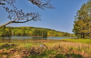 "Summer at Bass Lake" by Angie Houston