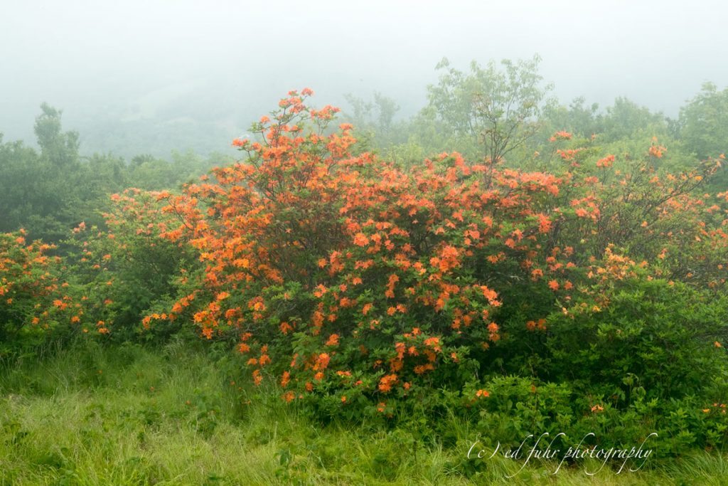 "Flame Azalea at Roan Mountain" by Ed Fuhr Photography