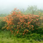 "Flame Azalea at Roan Mountain" by Ed Fuhr Photography