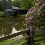 "Rhododendron at Mabry Mill, Milepost 176.1" by Leiane Gibson