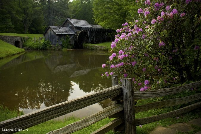 "Rhododendron at Mabry Mill, Milepost 176.1" by Leiane Gibson