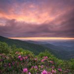 "Rhododendron at Craggy Gardens, Milepost 364" by Justin Askew Photography