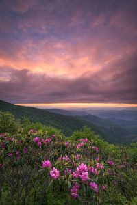 "Rhododendron at Craggy Gardens, Milepost 364" by Justin Askew Photography