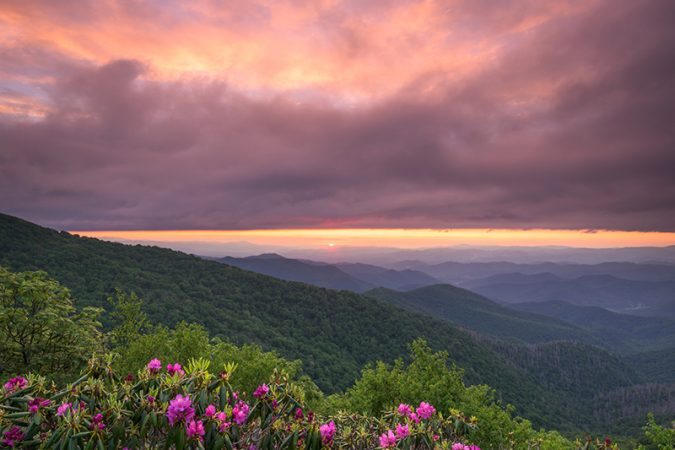"Rhododendron at Craggy Gardens, Milepost 364" by Justin Askew Photography