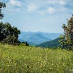 "Springtime on the Parkway near Mt. Pisgah and Brevard" by Deborah Visbeck