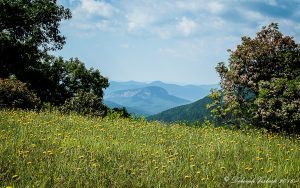 "Springtime on the Parkway near Mt. Pisgah and Brevard" by Deborah Visbeck