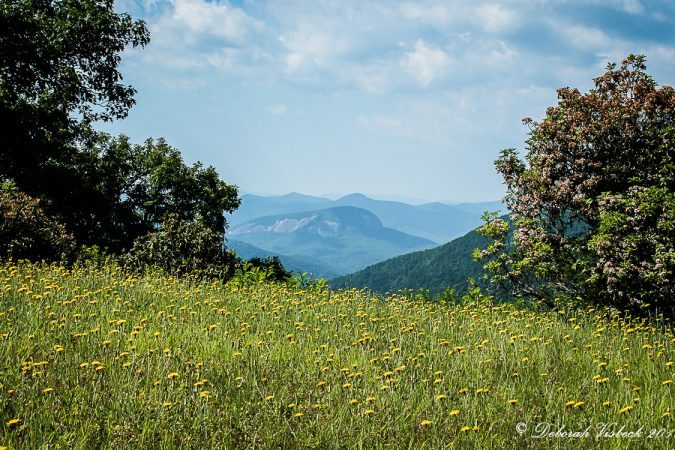"Springtime on the Parkway near Mt. Pisgah and Brevard" by Deborah Visbeck