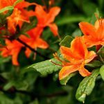 "Flame Azalea at Graveyard Fields" by Mandi Quinzi