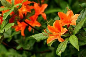 "Flame Azalea at Graveyard Fields" by Mandi Quinzi