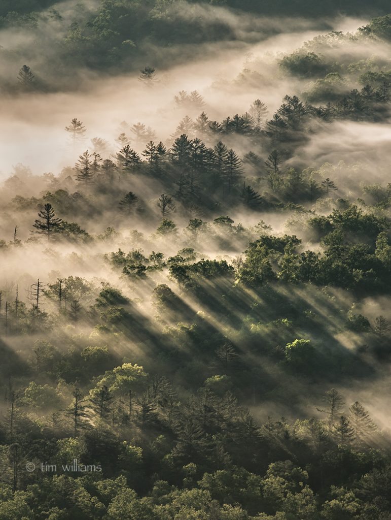 "Morning Rays at Pounding Mill Overlook" by Tim Williams