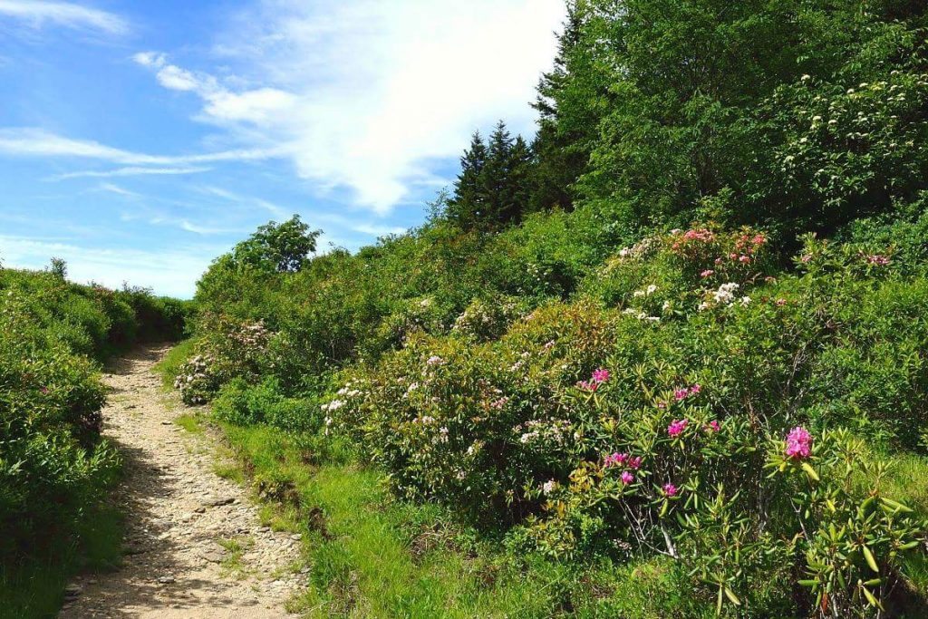 "Flat Laurel Creek Trail at Black Balsam" by Mandy Quinzi