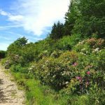 "Flat Laurel Creek Trail at Black Balsam" by Mandy Quinzi