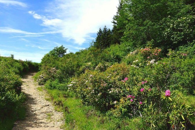 "Flat Laurel Creek Trail at Black Balsam" by Mandy Quinzi