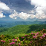 "Rhododendron at Craggy Gardens, Milepost 364.6" by Pavel Petrushenko